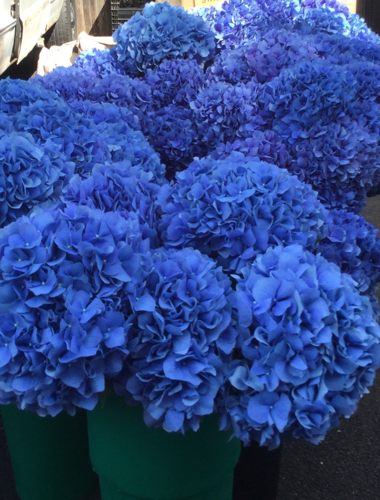 Blue Hydrangeas Decor